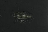 Pyritized Triarthrus Trilobites With Appendages - New York #62812-1